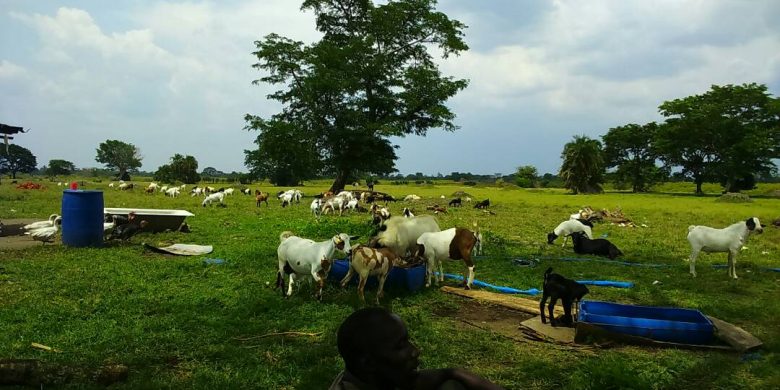 120 acre farm for sale in Namasagali 1.5 billion shillings