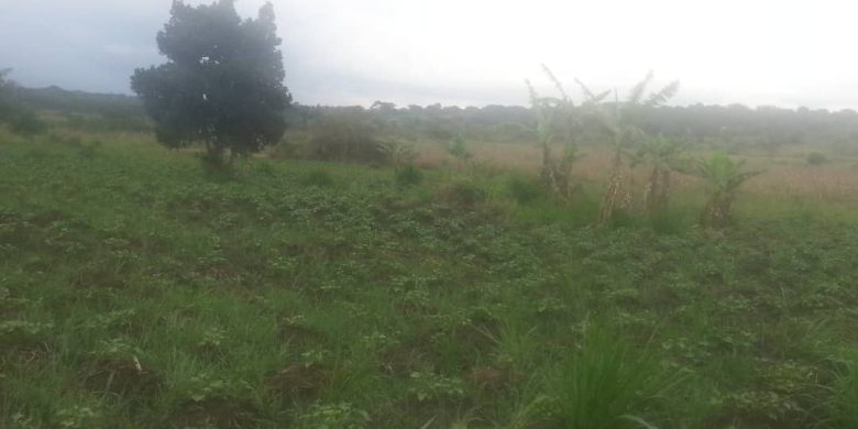 72 acres of farmland for sale in Zirobwe at 10m each