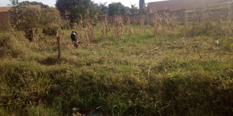 60x200ft Land for sale in Mbalwa at 150m