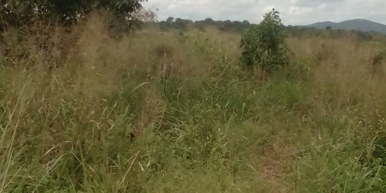 1900 acres for sale in Pabbo Amuru 500,000 /= per acre