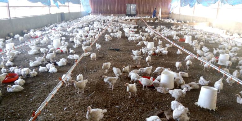 Modern poultry farm for sale in Semuto on 10 acres 500,000 USD