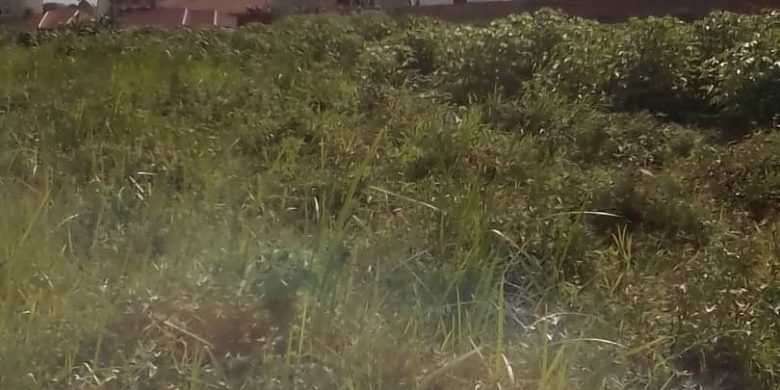 11 acres of land for sale in Mbalwa Namugongo at 300m per acre