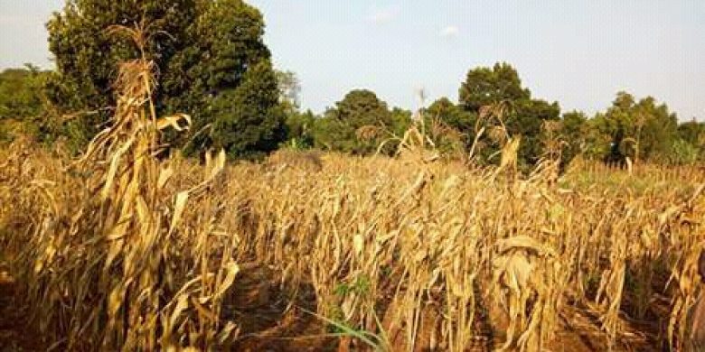 250 acres of land for sale next to Namanve Industrial park at 250m