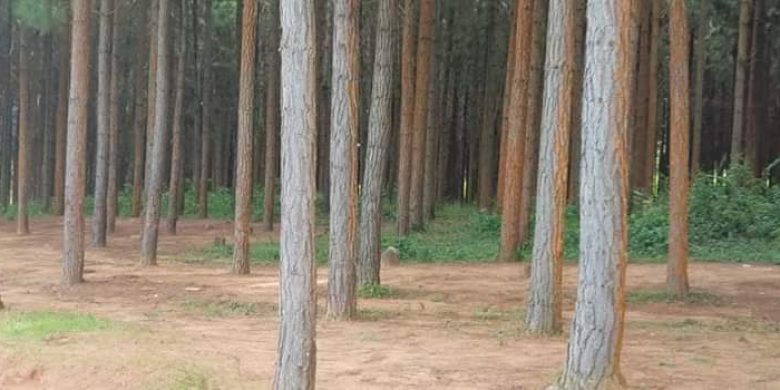 Pine trees for sale in Ibanda