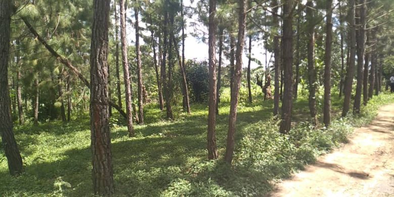 170 acres of 30 year pine trees for sale in Kabale at 900m