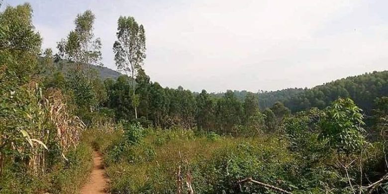 25 acres of farm land for sale in Apii Lira at 18m per acre