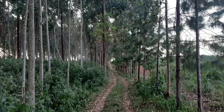 5 acres with eucalyptus for sale in Kasanje at 50m each