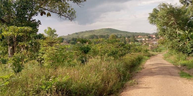 These are 5 acres of land for sale in Luwube trading center in Luwero ideal for agriculture or real estate going for 25m per acre