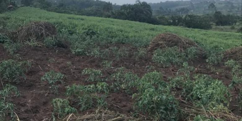260 acres of farmland for sale in Maya Bulwanyi at 15m per acre