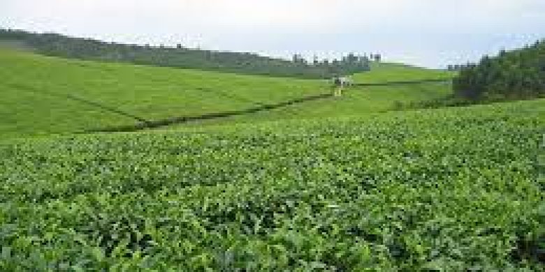 Tea plantations for sale in Uganda