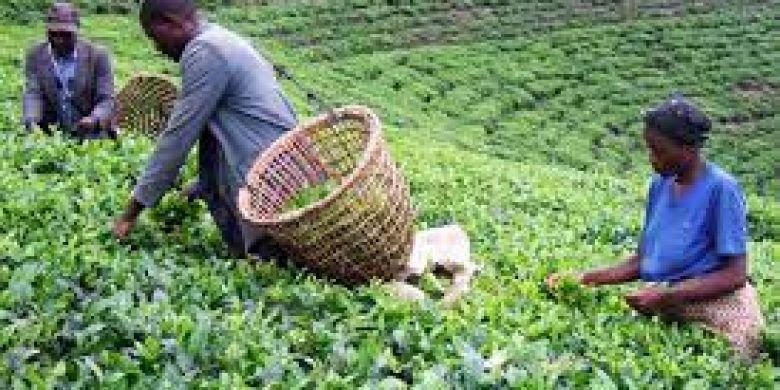 teagrowingUganda