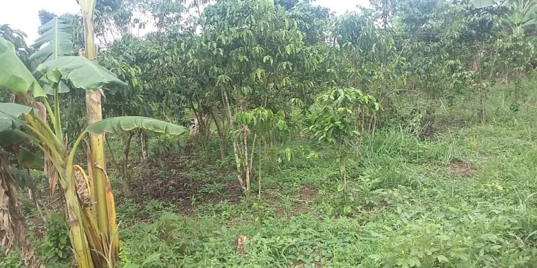 30 acres of land for sale in Luwero Kasana at 8m each