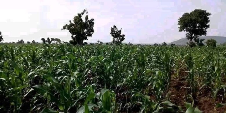 100 acres of land for sale in Zirobwe at 30m each