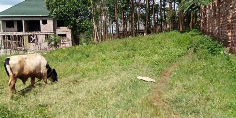5ox100ft plot for sale in Namugongo at 55m