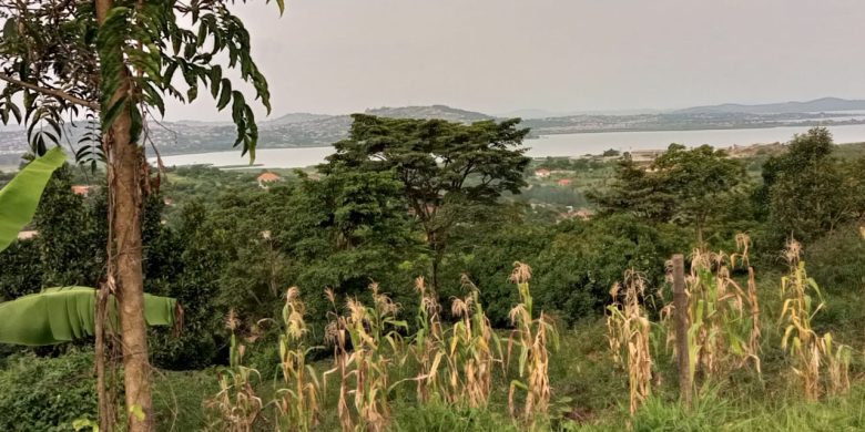 6.5 acres of Lake view land for sale in Lutembe Entebbe road at 450m per acre