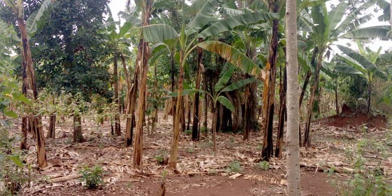 15 acres of land for sale in Luwero Kiwanula at 6.5m per acre