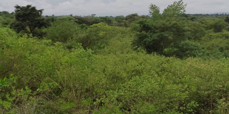 800 acres of farmland for sale in Lukaya at 4m per acre