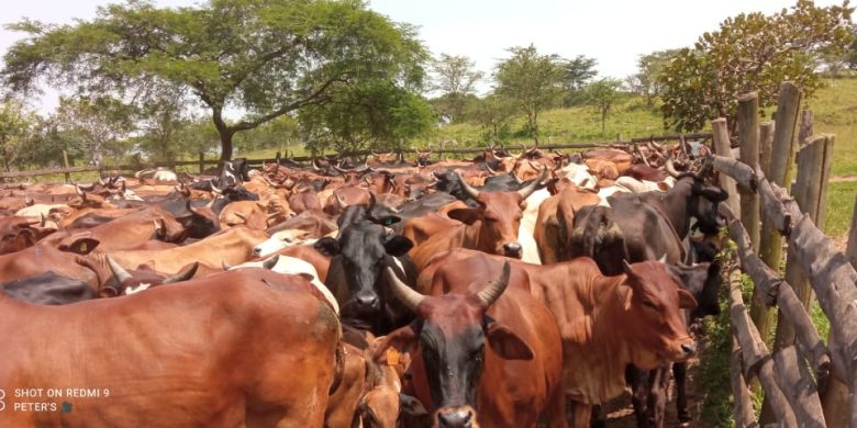 523 acres for sale in Isingiro at 15m Uganda shillings.