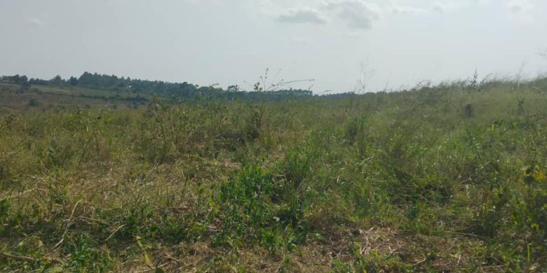 10 acres of land for sale in Nazigo Mukono at 50m per acre