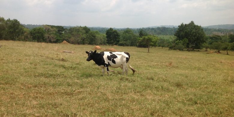 211 acre farm land for sale in Namayumba at 20m per acre