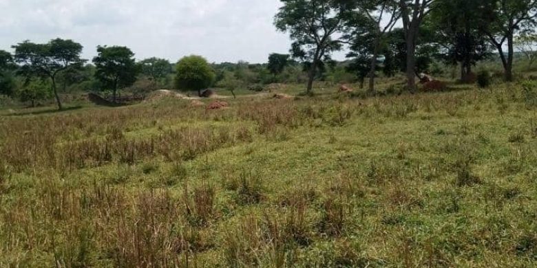 500 acres of farmland for sale in Luwero Ngogolo at 3.5m per acre