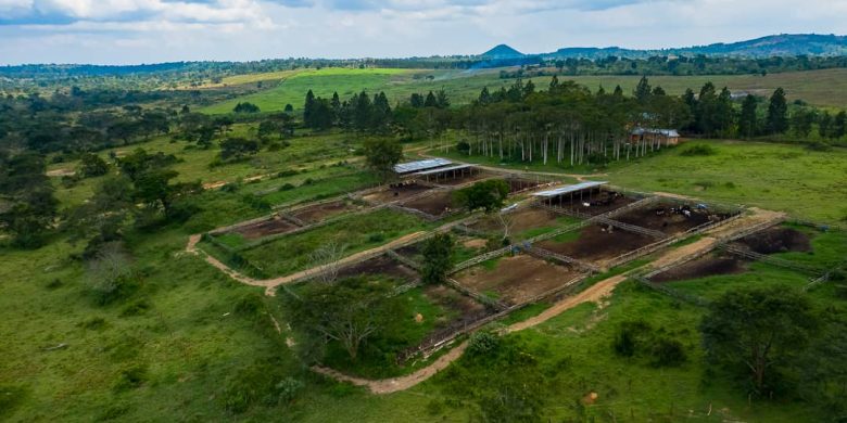 3.5 square miles farm for sale in Mubende at $4.5m
