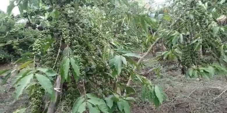 10 acres for sale in Kapeka Semuto with coffee and banana plantation at 15m per acre