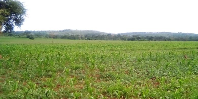 7 acres for sale in Bugungu Njeru at 25m per acre
