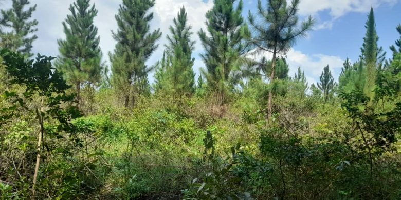 100 acres for sale in Kikyusa at 5.5m