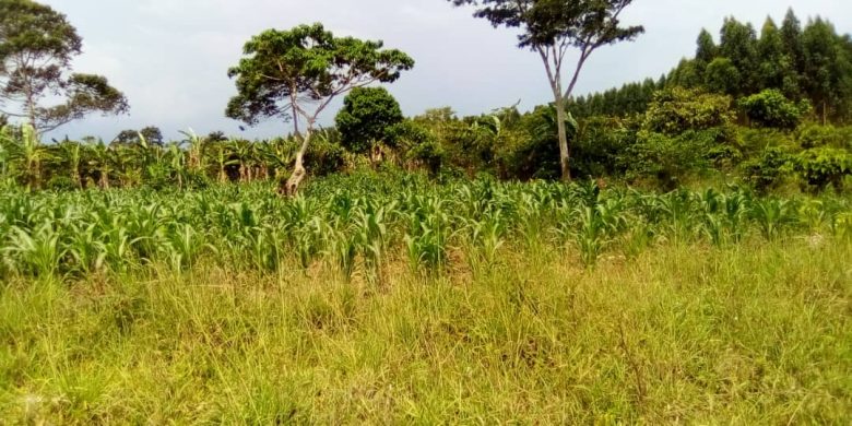 2 acres of land for sale in Kagula in Mukono off Katosi Road 45m