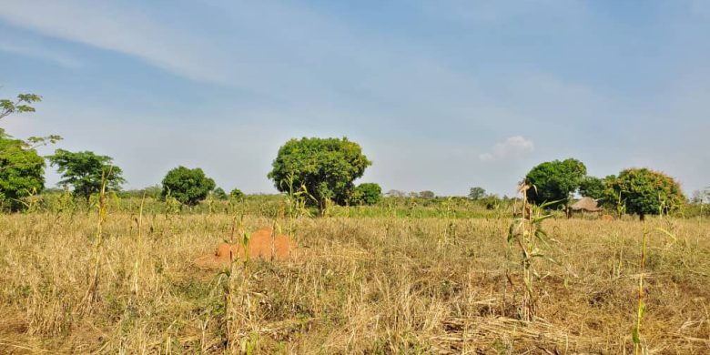 20 acres of farmland for sale in Nakasongola at 4m per acre