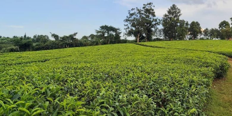 1 square mile tea factory for sale in western Uganda at 10m USD
