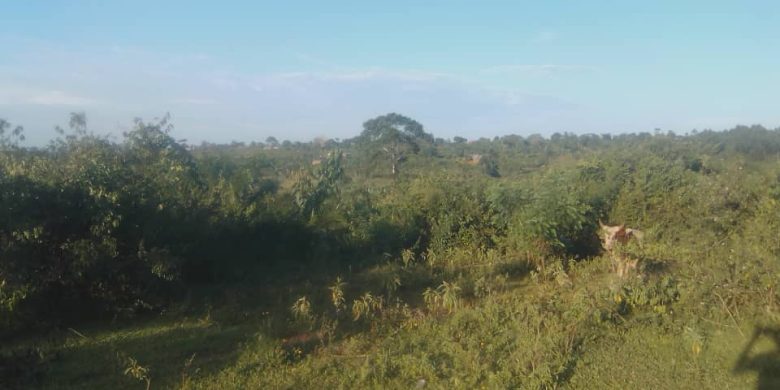 200 acres of land for sale in Nkozi Masaka road at 9m per acre