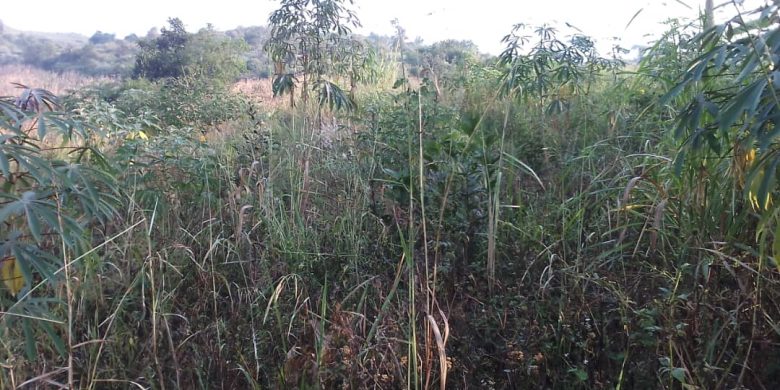 5 acres of land for sale in Namayumba at 35m per acre