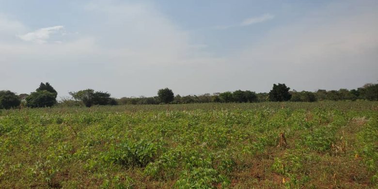 200 acres of farmland for sale in Nakaseke Wakyato at 5m per acre