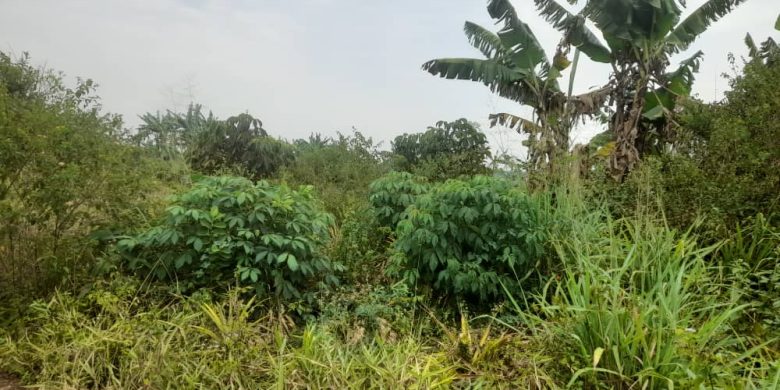 43 acres of land for sale in Luwero at 6.5m per acre