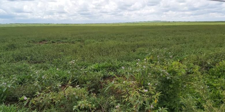 5.5 square miles of agricultural land for sale in Kiryandongo at 5m per acre