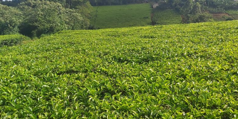 2.5 square miles tea plantation and factory for sale in Fort Portal At $10m