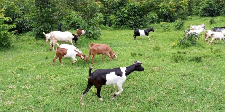 130 acres of farmland for sale in Kyenda Mubende at 5m shillings per acre