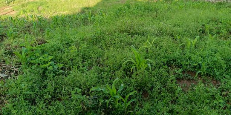 25 decimals plot of land for sale in Kira at 100m