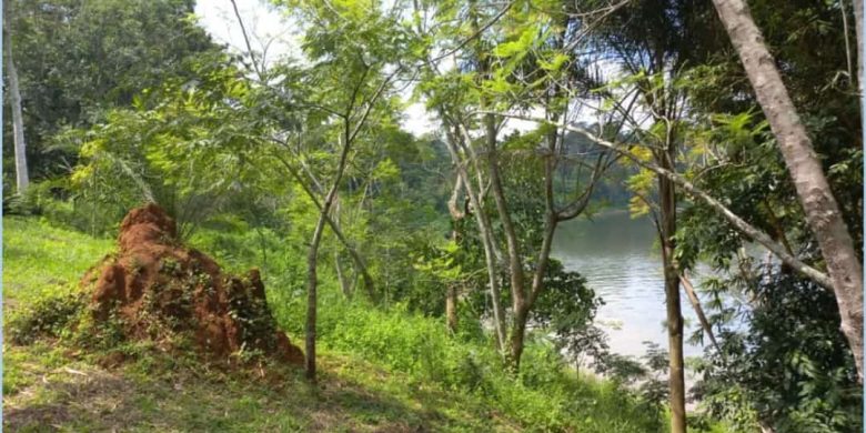 12 acres of land on the banks of the Nile River for sale at $300,000