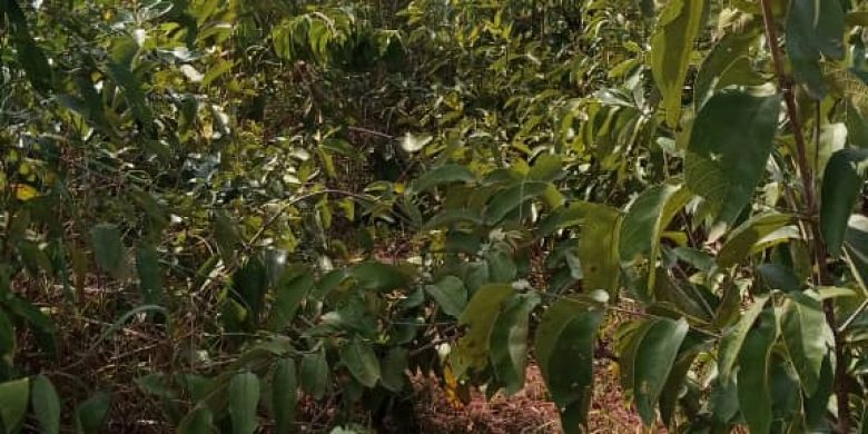 100 acres of agricultural land for sale in Nakasongola at 3.8m per acre