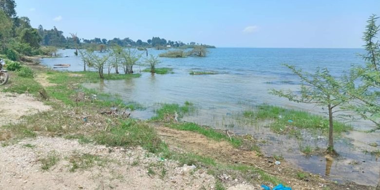 1.5 acres of lake shore land for sale in Katosi Mukono at 100m