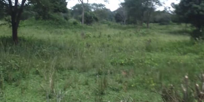 75 acres of farmland for sale in Nakaseke Wabusaana at 6.5m per acre