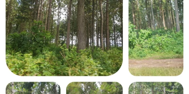 820 Acres Of Pine Trees For Sale In Nakaseke At 7m Per Acre