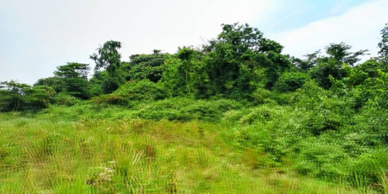 30 Acres Of Farm Land For Sale In Nebbi Kucwiny At 850,000 Shillings Per Acre