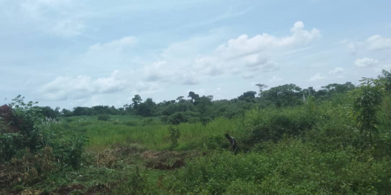 60 Acres Of Land For Sale In Kikakanya Ngogwe In Buikwe At 15m Per Acre