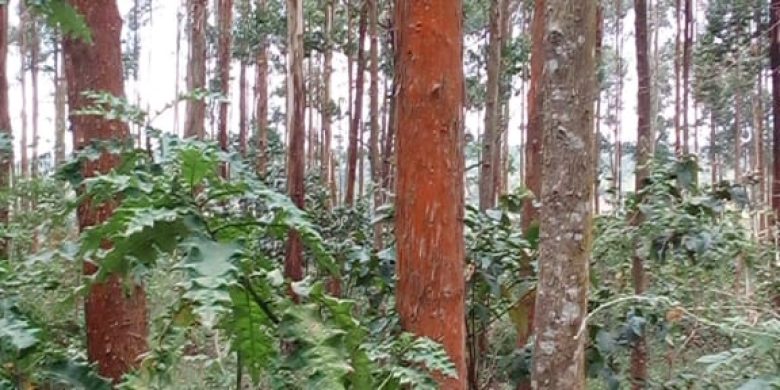 60 Acres Of Land With Eucalyptus Trees For Sale In Kasanje At 150m
